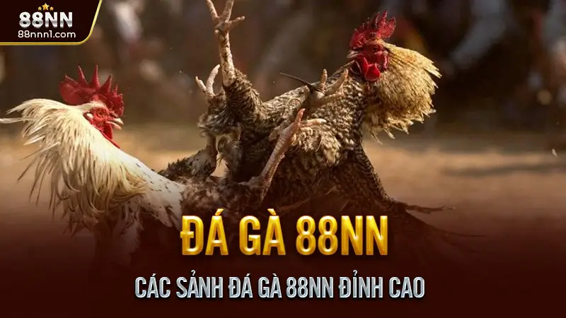 Các Sảnh Đá Gà 88NN Đỉnh Cao